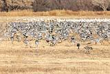 Sandhill Cranes and Snow Geese NM 2020